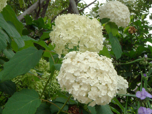 雪山八仙花