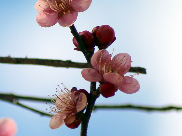 梅花　一重寒紅