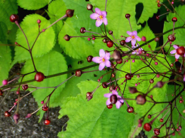 Talinum crassifolium