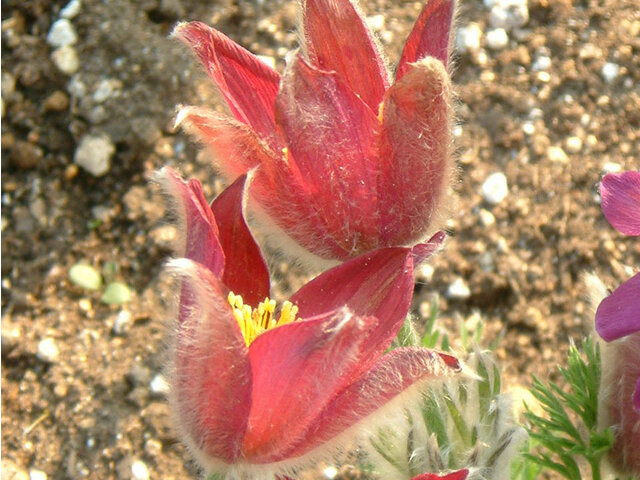 Pulsatilla cernua