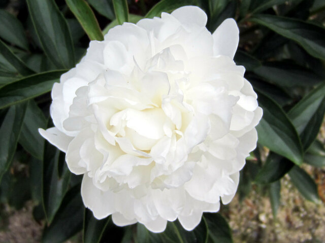 Chinese peony