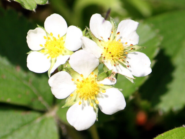 Garden strawberry