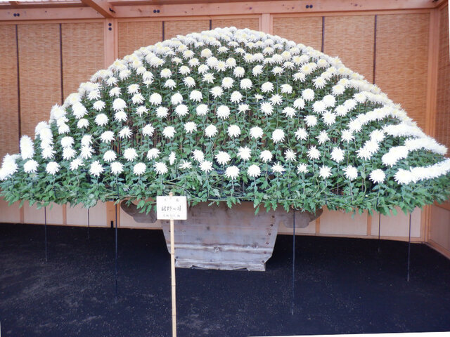 Chrysanthemum morifolium