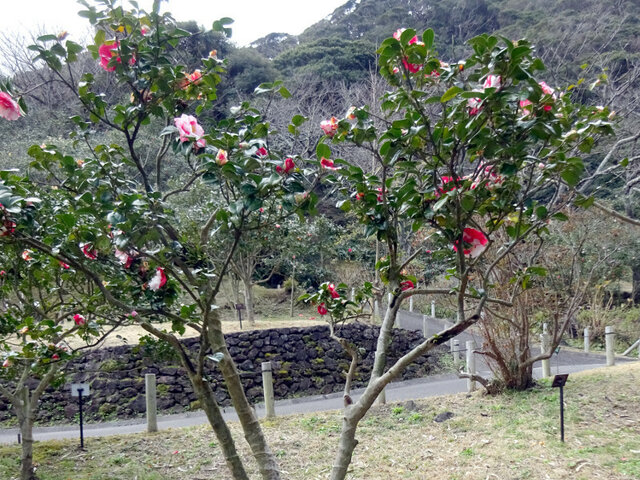 Camellia Fukihime