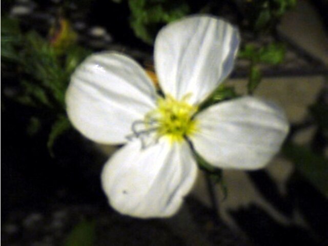 四翅月见草 Oenothera Tetraptera 科技研花图画书 四翅月见草 Oenothera Tetraptera 科技研花图画书