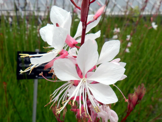 Gaura lindheimeri