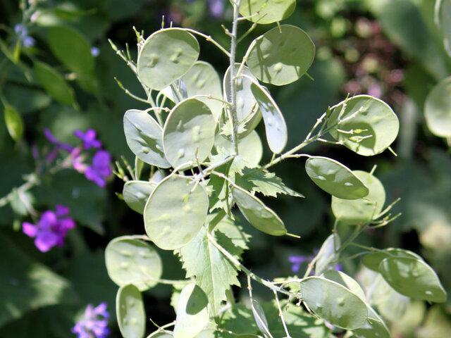 Lunaria annua