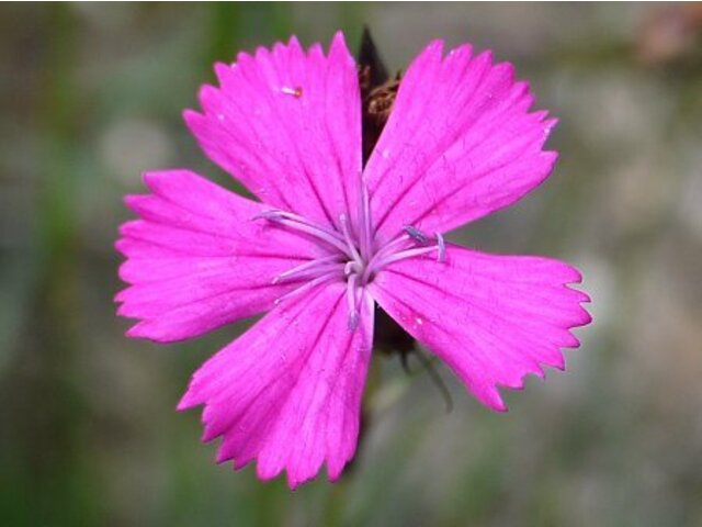 Carthusian pink