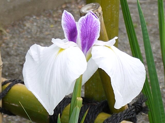 花菖蒲　’相生’