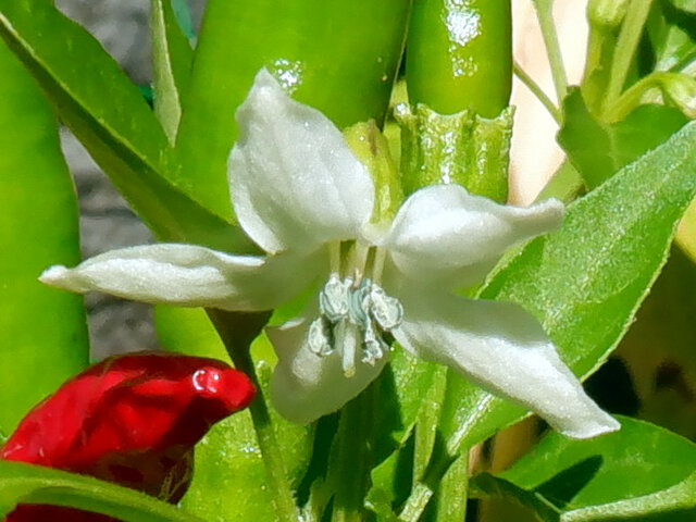  Capsicum annuum