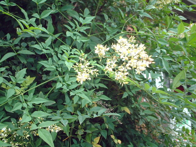 Nandina