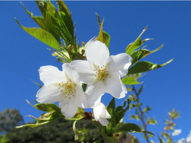 大島桜のブログ