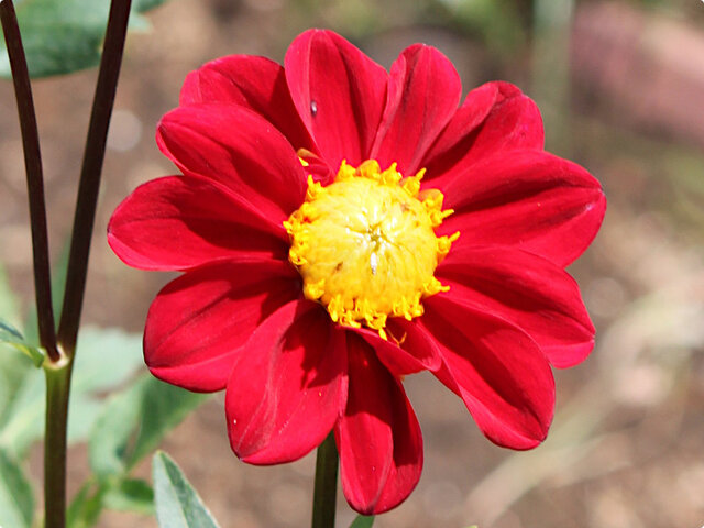 Dahlia