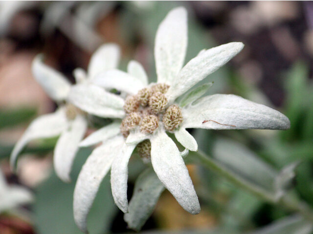 Leontopodium miyabeanum