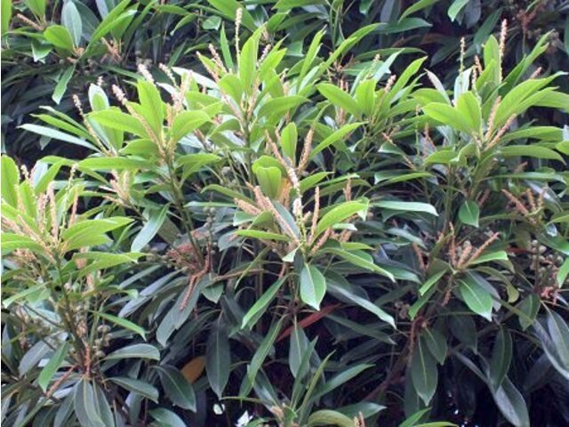 マテバシイ Lithocarpus Edulis かぎけん花図鑑