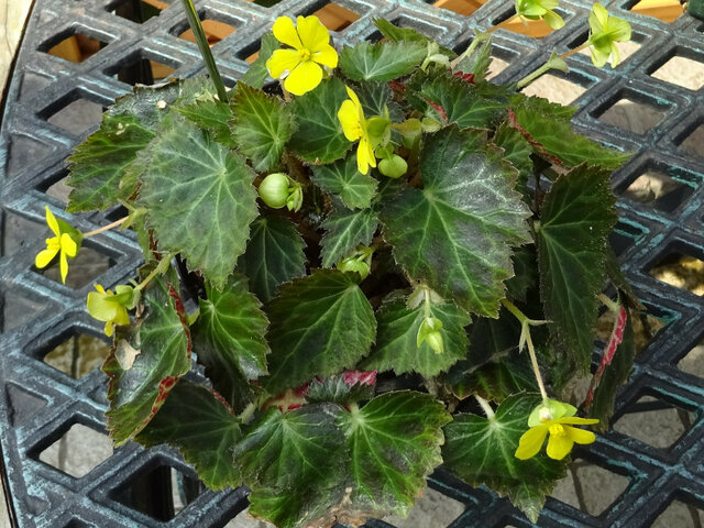  Begonia  pearcei