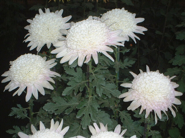 Chrysanthemum morifolium