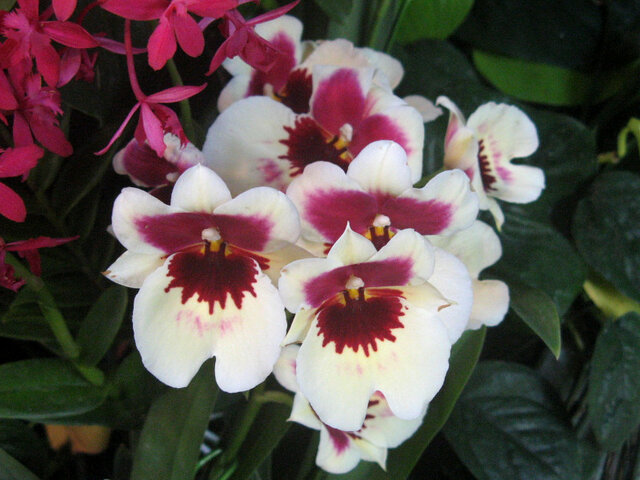 Miltonia