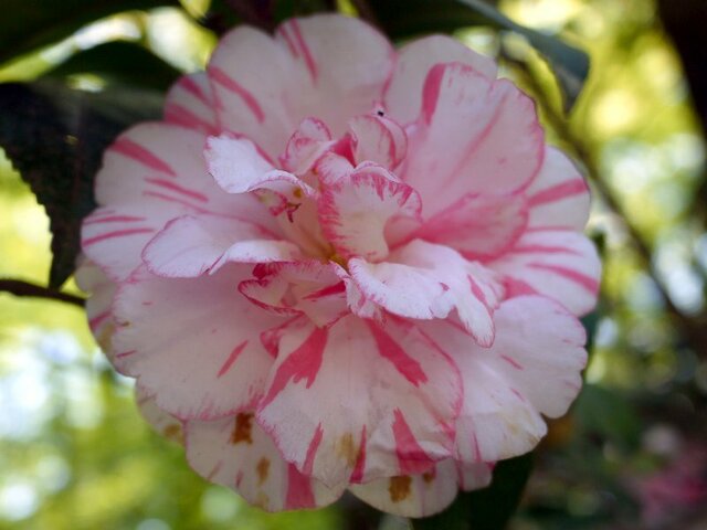 Camellia Shuchuka