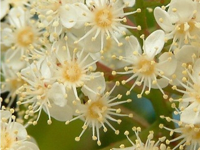 Photinia glabra