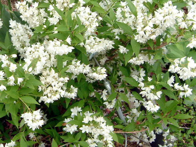 Deutzia gracilis