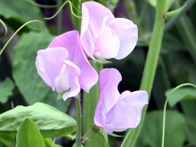 誕生花 6月9日 かぎけん花図鑑