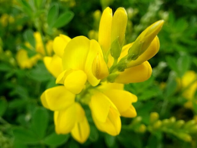 Cytisus racemosus