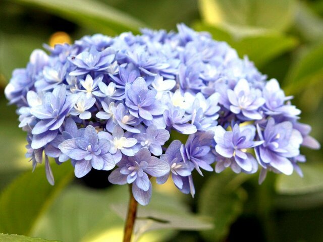 山绣球花的种类学名 Hydrangea Serrata 科技研花图画书