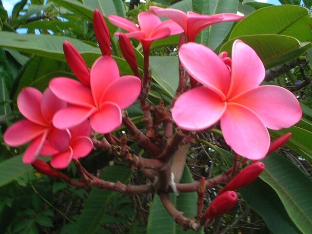 Plumeria