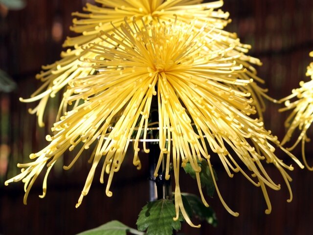 Kairyu syuhou (florists’ daisy )