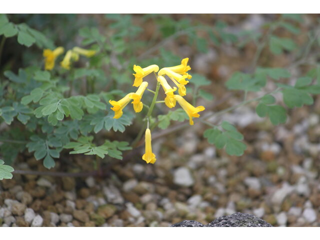 Yellow corydalis