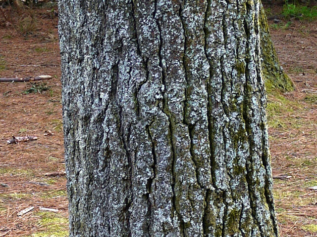 Eastern White pine