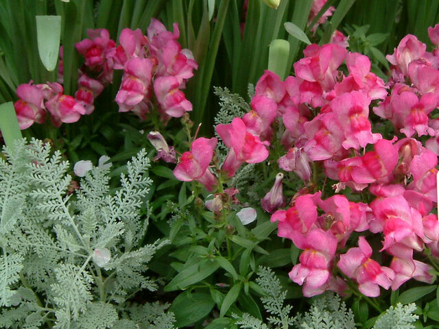 Snapdragon 'Lavella Rose'