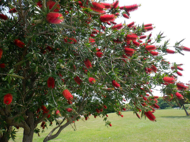 Callistemon speciosus