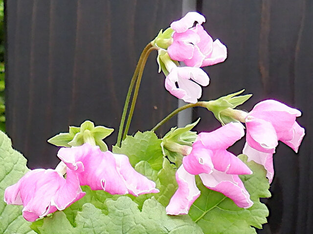 日本桜草 ’重游の宴’