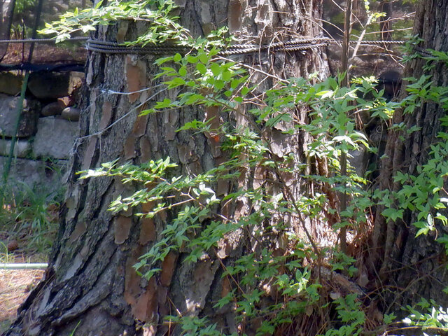 Loblolly Pine