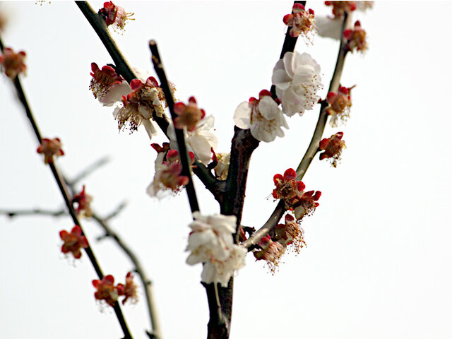Prunus mume  'kanou-gyokucyou-taikako'