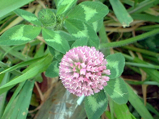 Red clover