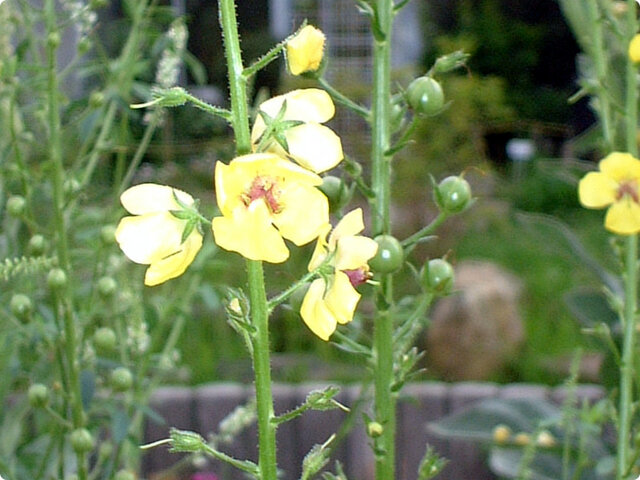 荒地毛蕊花