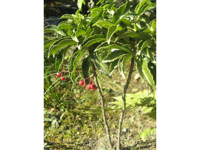 Ardisia crenata