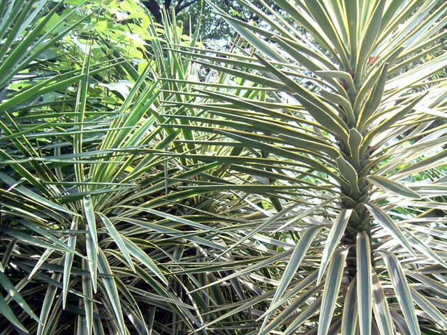 Golden spanish dagger