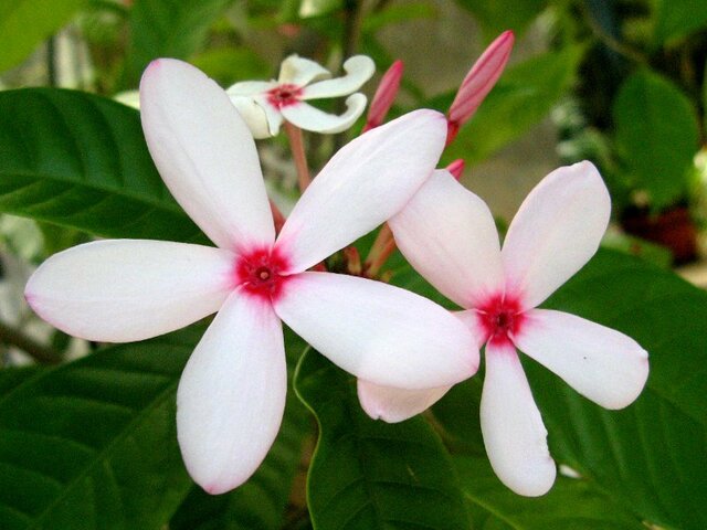 Indian Flower