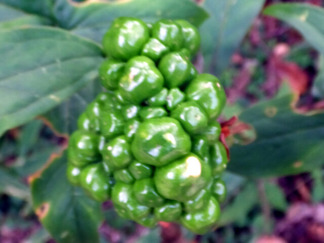 Jack in the pulpit