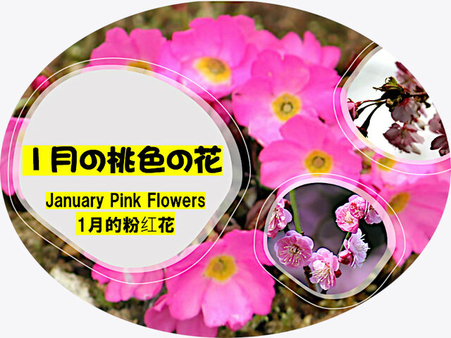 1月のピンクの花一覧