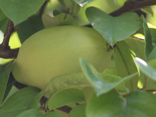 木瓜海棠
