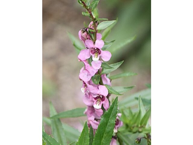 矮性香彩雀 Angelonia Serena 科技研花图画书