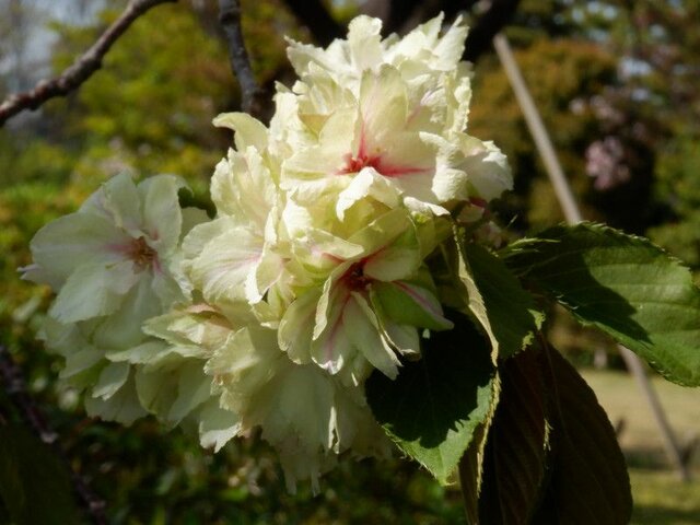 桜シリーズ28 鬱金桜 かぎけん花図鑑