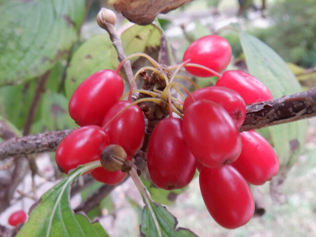 Cornelian cherries