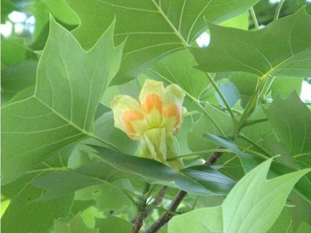 ユリノキ Liriodendron Tulipifera かぎけん花図鑑