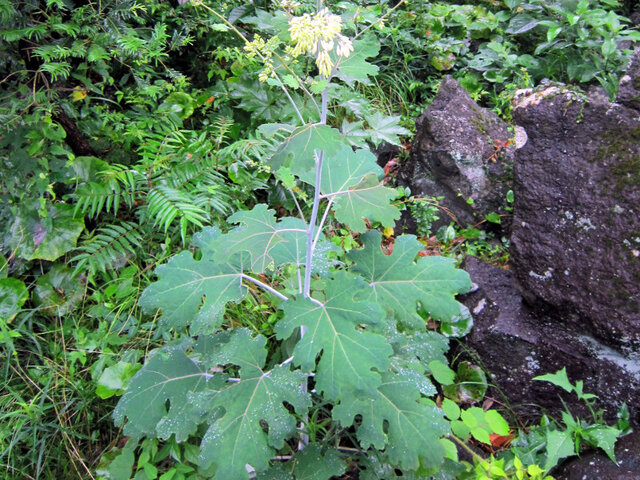 Macleaya cordata